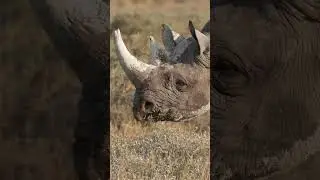 Etosha's Best: A sanctuary in the wild! Witness the extraordinary coexistence of wild animals.