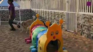 Sand Bash Fun with Toffee, Rio & Loki | Happy Holiday Playtime