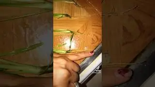 Carrot fail☹️ Today is day 62. #carrots #fail #garden