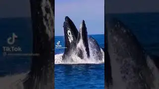Blue whale 🐳
