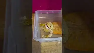 Unboxing: Dragones Barbudos directos desde Merida  WildCare y ThePetZoneMid