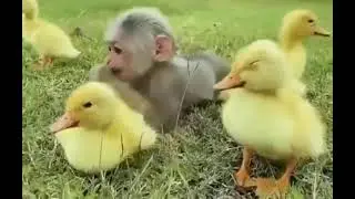 Unexpected Friendship: Monkey Kid & Duck Kids 🐒🦆 #ai #viral