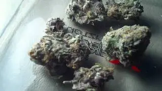 FROSTY PURP NUGS IN HD ((GRAPE APE BABY))-&brvbar;-((MIDWEST KILLA CITY SMOKE))