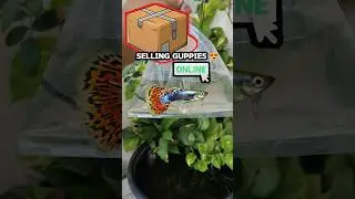 How to sell Guppies online 🐠#shorts#viralvideo#trending#fish#guppy#onlineshopping