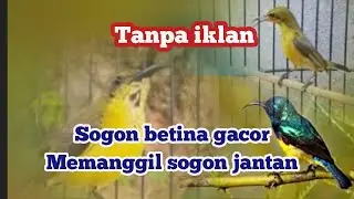 Panggilan sogon betina,sogon betina gacor,pancingan sogon bahan,sogon betina birahi
