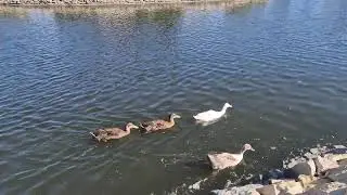The peace and happiness in watching Ducks in Alexandria Egypt!