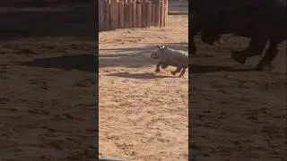 Absolutely Adorable Little Baby Rhino Sprinting! 🦏💨 White Rhino Conservation in Action!