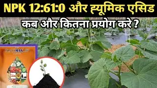 खीरा फसल में NPK 12:61:0 कब स्प्रे करे | ह्यूमिक एसिड का विशेष ध्यान रख कर प्रयोग किया जाना चाहीये|