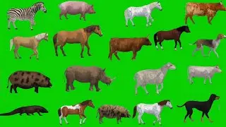 Animal Green Screen Video | Green Screen Animals Walking | Free to Use |