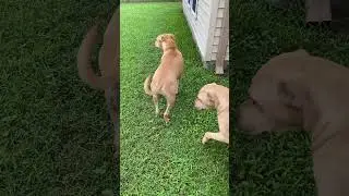 How We Got Our Dogs to Go Potty in the Rain! 🌧️🌧️🐶🐶
