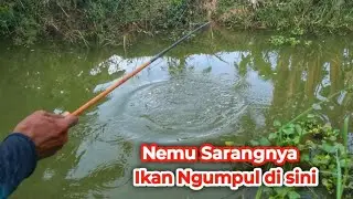 Gak Nyangka !! Mancing di Parit Dangkal Nemu Sarang ikan Nila Berkumpul