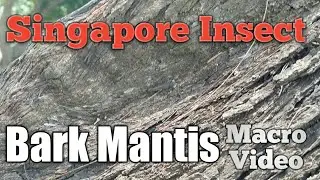 Singapore Insect Bark Mantis Macro Video by Samsung Note 3