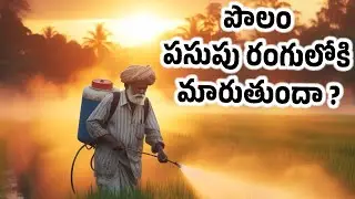 పొలం ఎందుకు పసుపు రంగులోకి మారుతుంది | varilo erupu rogam