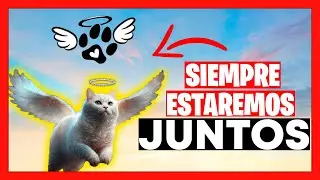 😪💞😍EUTANASIA EN ANIMALES-todo lo que debes saber