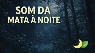 Som da Floresta &agrave; Noite | Ambiente Natural Relaxante