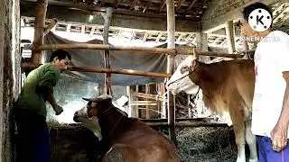 Menangani sapi ambruk ga mau berdiri tapi makan masih oke...sabar telaten pasti sembuh