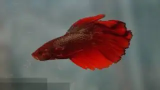 Tropische vissen bij Www.aquariumstunter.com