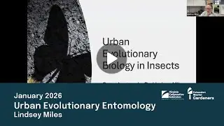 Urban Evolutionary Entomology with Dr Lindsey Miles