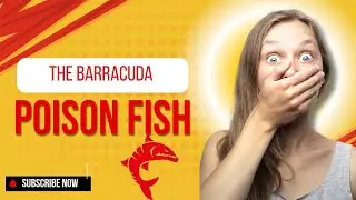 the Barracuda a Poison fish if you can cause of your death ☠️ watch full video till end