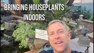 Bringing Houseplants Indoors