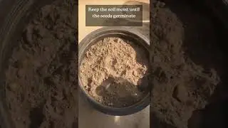 How To Grow Cilantro From Seed #youtubeshorts  #shorts #ytshorts