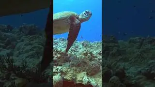 🐢turtle🐢#trip #travel #sea #dolphin #diving #ocean #nature #honu