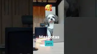 PASEOS CON MASCOTAS &iquest;Cu&aacute;l es el mejor horario? | Bienes Ra&iacute;ces Quintana Roo | #pet #petfirendly