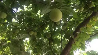 PICKING OF PERSIAN GREEN SOUR PLUMS / KARAS IN ARABIC