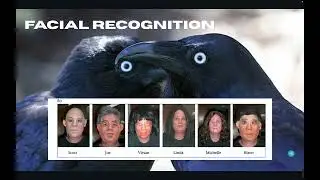 How and Why Do Crows Hold Grudges   FINAL