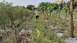 AMAZING FARMING SKILLS UPLOADING PAPAYA PLANTS EASY WITH SIMPLE UNIQUE TOOLS! -Agriculture Farming