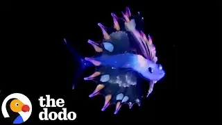Mind-Blowing Sea Creatures You Won&rsquo;t Believe Are Real | The Dodo