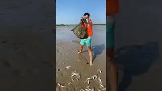 Ep. 385: Rainy Season Fishing - Catching Fish After Heavy | #WildRiverPOV #NatureShorts #AnimalWorld