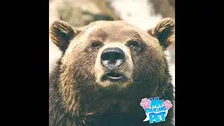Talking bear