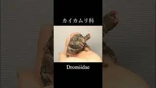 カイカムリの仲間達/Dromiidae #shorts #crab #wildlife #カニ #エビ