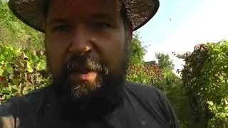 WINZERHOF LINDER - Erntebeginn 2019 - F&auml;rbertrauben