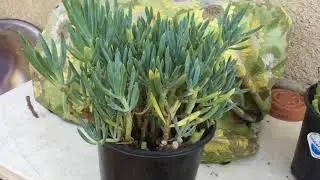 How To Harvest Senecio Blue Chalk Sticks Succulents