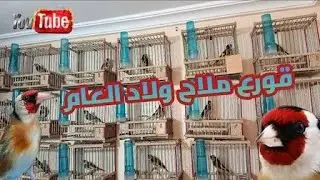 قورع ما شاء الله ❤️🐦‍🔥لي مهتم مرحبا الهاتف:0667226372