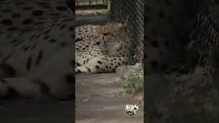&ldquo;Trapped Majesty: A Cheetah&rsquo;s Life Behind Bars 🐆&rdquo;