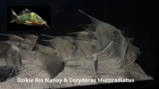 Dzikie Rio Nanay & Corydoras Multiradiatus
