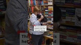 Bookstore helps cats find 'fur-ever' homes #shorts