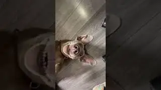 Weimaraner funny