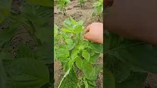 [Perilla leaf cutting] Cutting for high yield