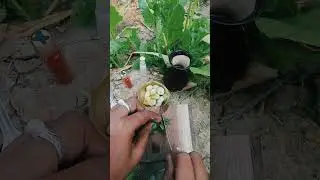 Yummy Berry Fruit Chat |Mini Cooking| Street Food| #shorts#minicooking #miniature #fruitchaat