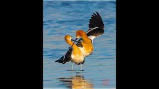 American avocet mating