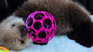 Sea Otter Pup Plays With Pink Ball