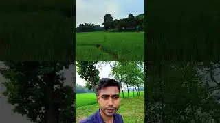 Beautiful rice field view #village