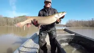 Kinkaid Lake Muskie Sampling