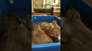 Capybara Replying to my Call