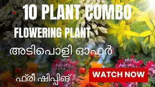 10 തരം flowering plant 640/-only \\free shipping #viralvideo #viralshort #reelsvideo