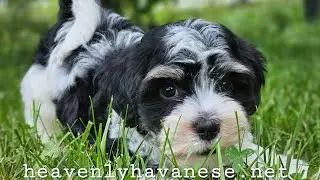 Heavenly Havanese &trade;️  Meet Pinks! He is AVAILABLE
